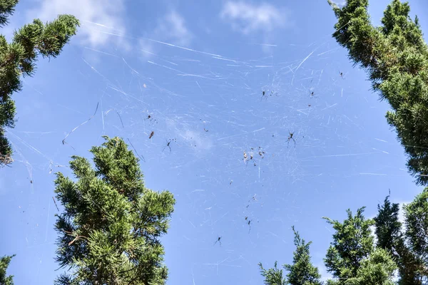 用蜘蛛网看松树枝头 — 图库照片