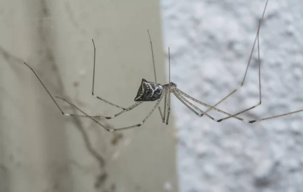 Nahaufnahme Einer Pholziden Spinne — Stockfoto