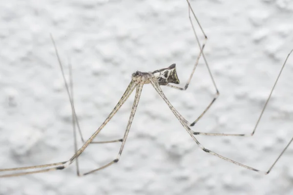 Nahaufnahme Einer Pholziden Spinne — Stockfoto