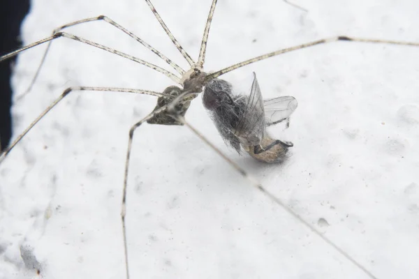 Close Shot Van Spinnen — Stockfoto