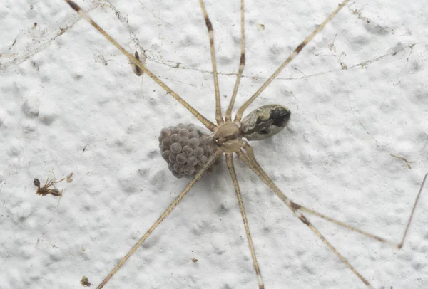 Nahaufnahme Einer Pholziden Spinne — Stockfoto