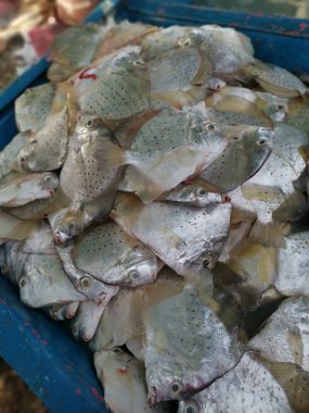 Bir yığın beyaz benekli orakbalığı