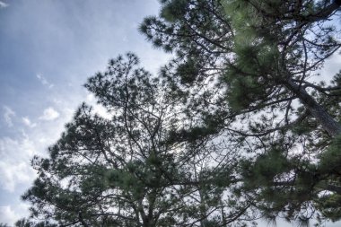 Çam yapraklarının yapraklarının yapraklarına bakıyorum.