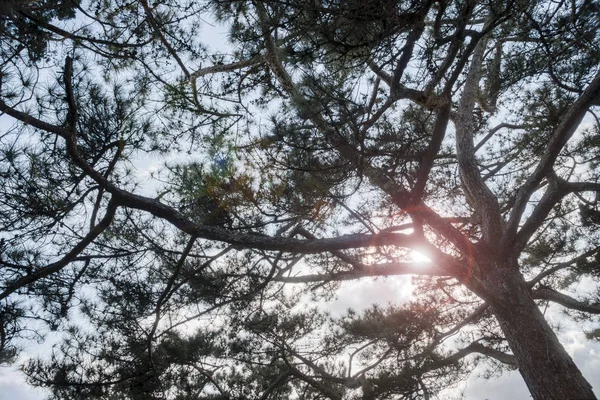 松の葉の枝を調べると — ストック写真