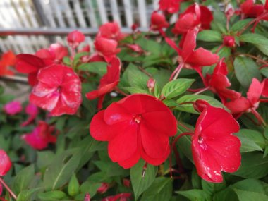 Güzel renkli sabırsızlar Wallerina Hook çiçeği