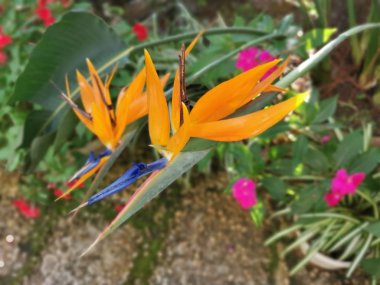Güzel Strelitzia Reginae Banks çiçeği
