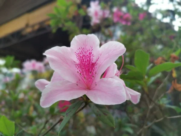 Bela Flor Rododendro Indicum Colorido — Fotografia de Stock