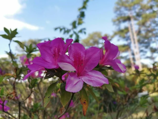 Piękny Kolorowy Kwiat Rododendronu Indicum — Zdjęcie stockowe