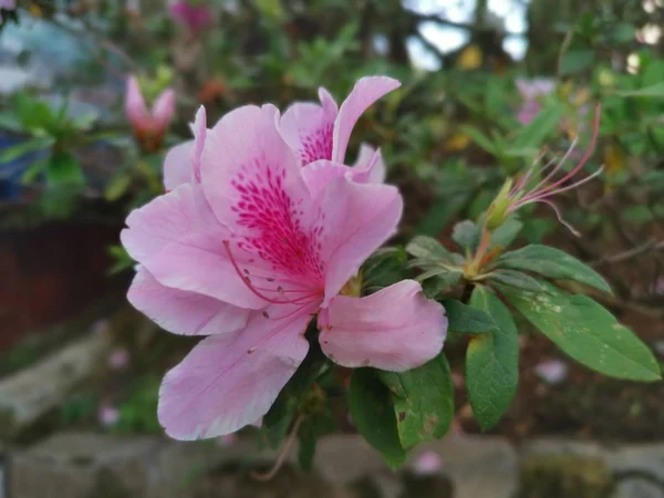 Όμορφο Πολύχρωμο Λουλούδι Rhododendron Indicum — Φωτογραφία Αρχείου