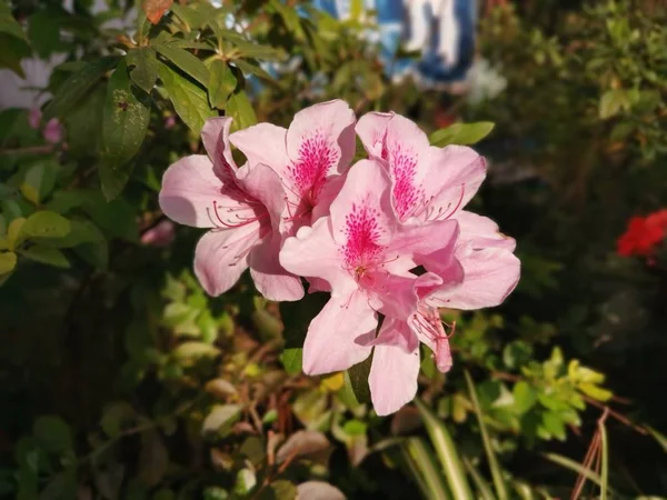 Piękny Kolorowy Kwiat Rododendronu Indicum — Zdjęcie stockowe