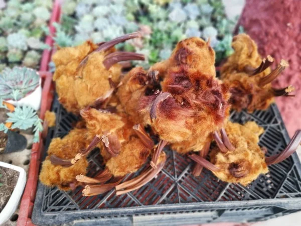 Bohlam Cibotium Barometz Ayam Pakis Emas — Stok Foto