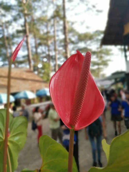 Red Antherium Flower Park — 스톡 사진