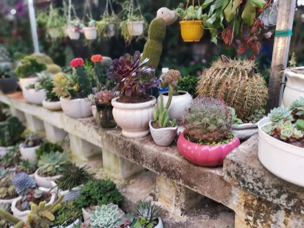 Variety Succulent Cactus Houseplant — 스톡 사진