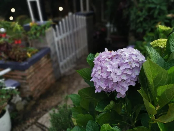 Красивая Гортензия Цветок — стоковое фото