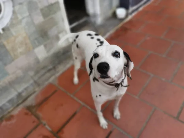 Чёрно Белая Далматинская Собака — стоковое фото