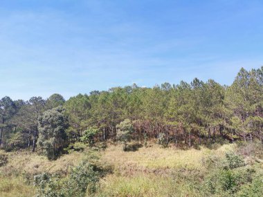 Çam yaprakları ve ağaçların güzel yaprakları.