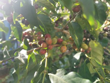 Sapında büyüyen kahve çekirdekleri..