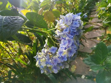 Güzel bir demet ortanca çiçeği