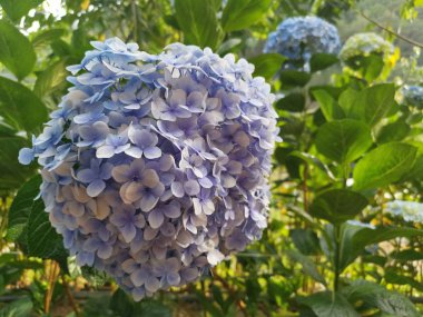 Güzel bir demet ortanca çiçeği