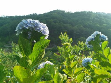 Güzel bir demet ortanca çiçeği