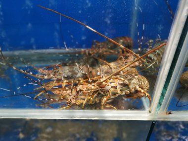 Akvaryumda taze ıstakoz var. 