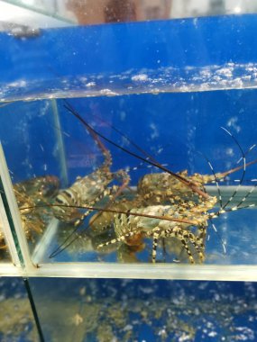 Akvaryumda taze ıstakoz var. 