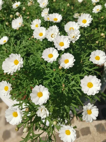 Belle Fleur Jaune Leucanthème Vulgare — Photo