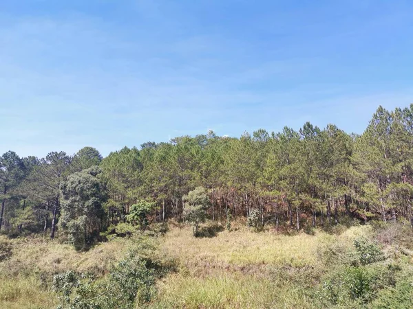 Dedaunan Indah Daun Pinus Dan Pohon Pohon — Stok Foto