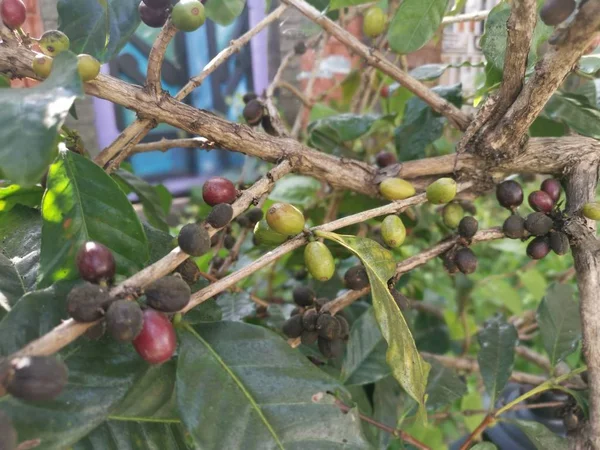bunch of coffee bean growing on the stem.