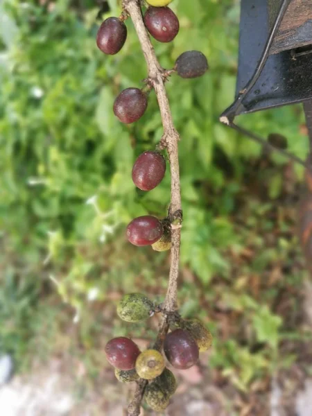 bunch of coffee bean growing on the stem.
