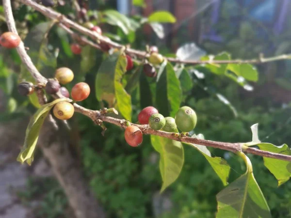 bunch of coffee bean growing on the stem.