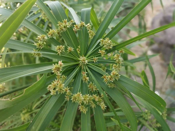 Πράσινο Φυτό Ομπρέλα Cyperus Involucratus — Φωτογραφία Αρχείου