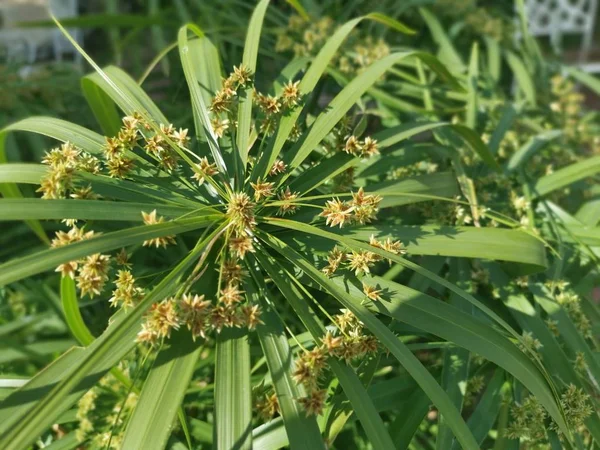 緑のキュプロスの傘の植物 — ストック写真