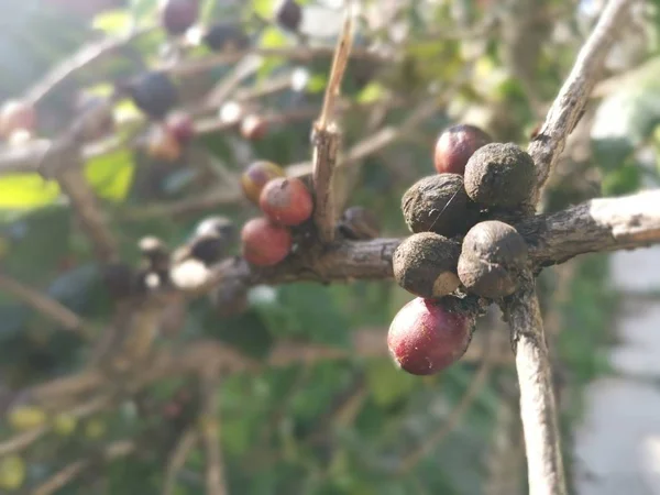 bunch of coffee bean growing on the stem.