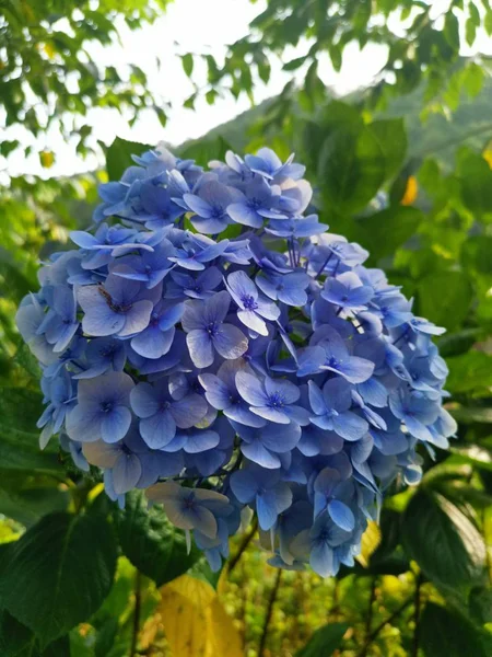 Beautiful Bunch Hydrangea Flower — 스톡 사진