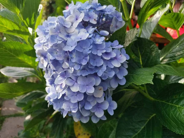 beautiful bunch of hydrangea flower