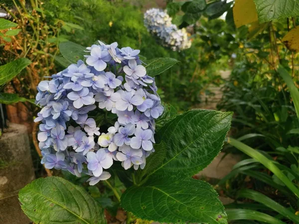 Güzel Bir Demet Ortanca Çiçeği — Stok fotoğraf