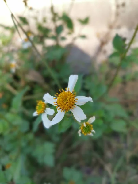 Красиві Дикі Крихітні Квіти Пілоси — стокове фото