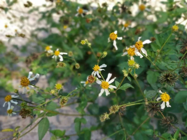 Piękne Dzikie Kwiaty Pilosa Biden — Zdjęcie stockowe