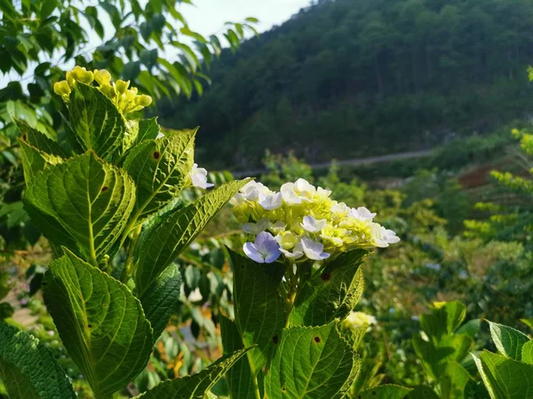 beautiful bunch of hydrangea flower