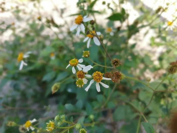 Красиві Дикі Крихітні Квіти Пілоси — стокове фото
