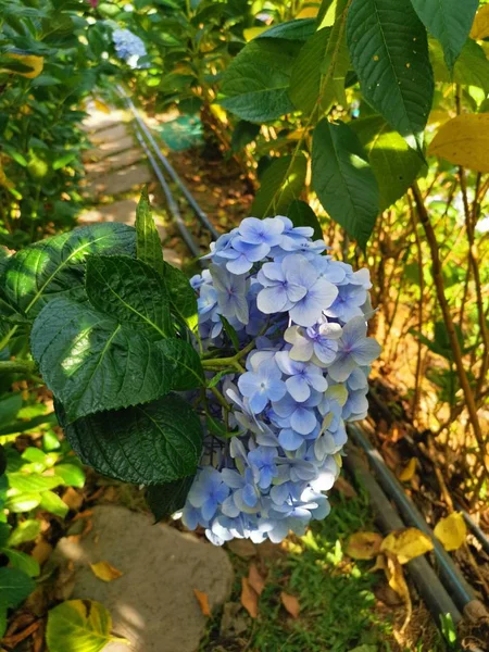 Hermoso Ramo Flor Hortensia —  Fotos de Stock