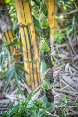Bambu filizleri topraktan çıkıyor.