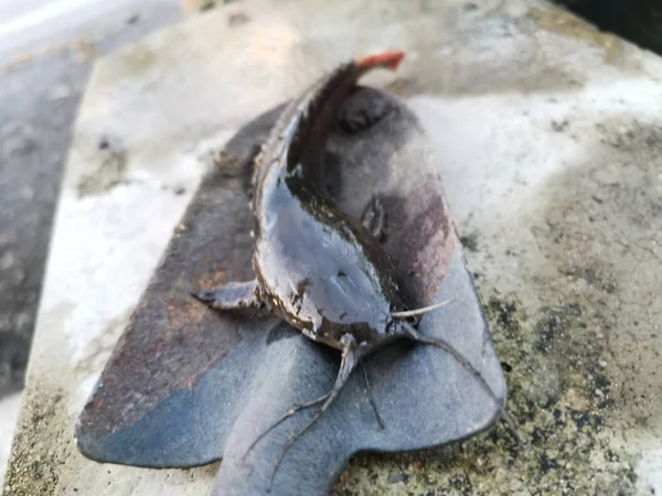 Ikan Lele Tertangkap Sekop Taman — Stok Foto