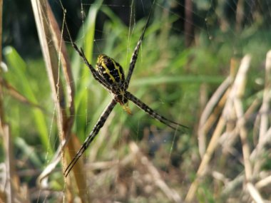 Ağ üzerinde altın ipek küre dokumacı örümcek