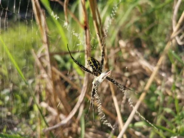 Aranha Tecelão Orbe Seda Dourada Web — Fotografia de Stock