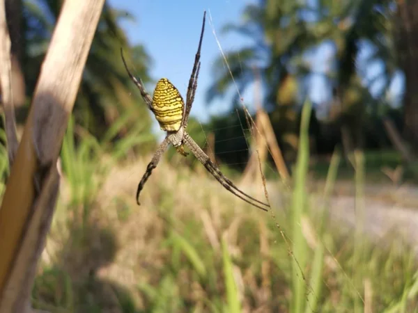 Aranha Tecelão Orbe Seda Dourada Web — Fotografia de Stock