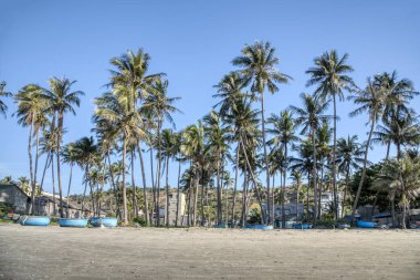 Hindistan cevizi ağaçlarının deniz manzarası.