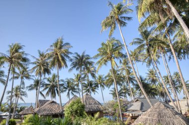 Hindistan cevizi ağaçlarının deniz manzarası.