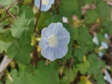 Güzel açık mavi ipomoea purpurea çiçeği